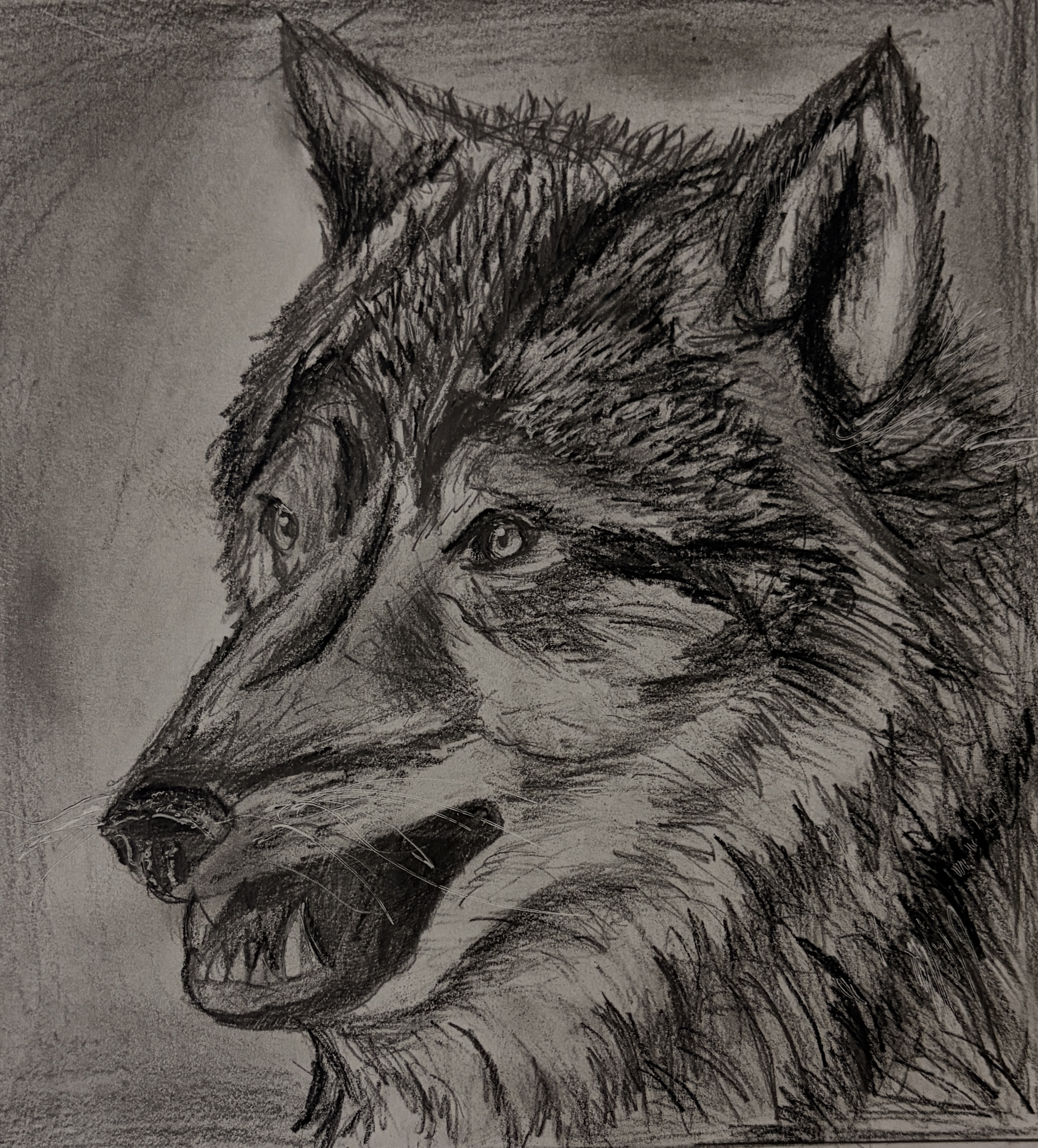 Arctic Wolf Study